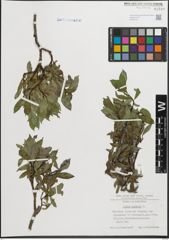 Foto von Salix hastata L.